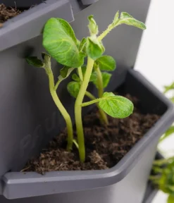GUSTA GARDEN Hochbeete & Frühbeete > Kartoffelturm Paul Potato Starter, 3 Etagen, ca. B44/H50/T44 cm