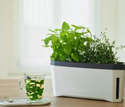 GUSTA GARDEN Hydrosysteme|Blumentöpfe & Übertöpfe > Kräutertopf Harry Herbs mit Anzuchthaube, ca. B36/H25/T15 cm
