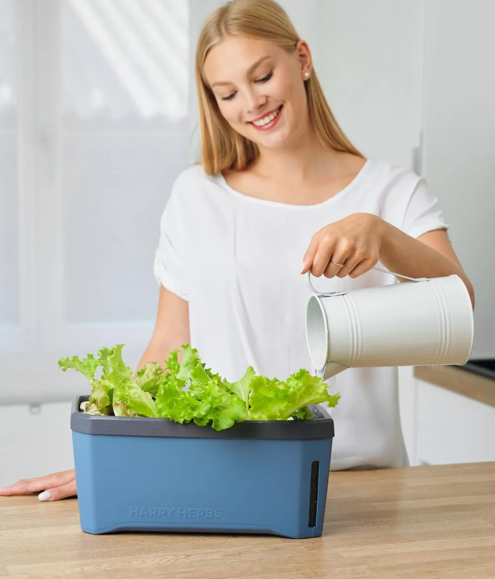 GUSTA GARDEN Kräutertopf Harry Herbs, ca. B36/H16/T15 cm Blau Best