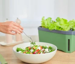 GUSTA GARDEN Kräutertopf Harry Herbs, ca. B36/H16/T15 cm Dunkelgrün Best