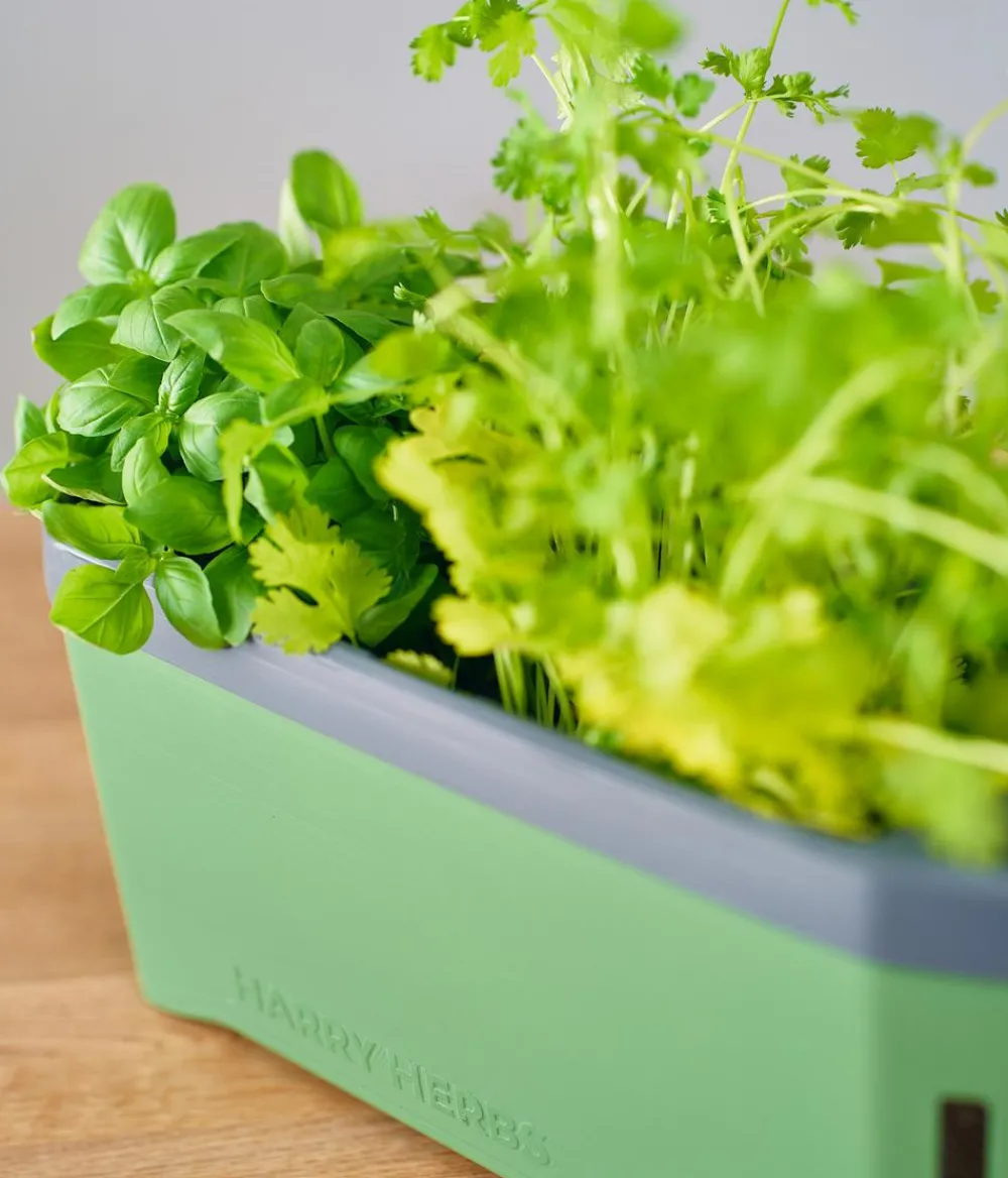 GUSTA GARDEN Kräutertopf Harry Herbs, ca. B36/H16/T15 cm Dunkelgrün Best