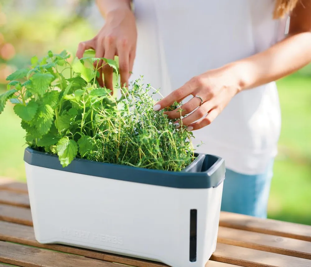 GUSTA GARDEN Hydrosysteme|Blumentöpfe & Übertöpfe - Kräutertopf Harry Herbs, ca. B36/H16/T15 cm Weiß