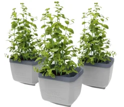 GUSTA GARDEN Hydrosysteme|Blumentöpfe & Übertöpfe > Kräutertopf Herbs Buddy, ca. B16/H14/T14 cm, 3er-Set