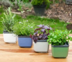 GUSTA GARDEN Hydrosysteme|Blumentöpfe & Übertöpfe > Kräutertopf Herbs Buddy, ca. B16/H14/T14 cm