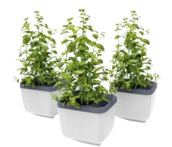 GUSTA GARDEN Kräutertopf Herbs Buddy, ca. B16/H14/T14 cm, 3er-Set Weiß Hot
