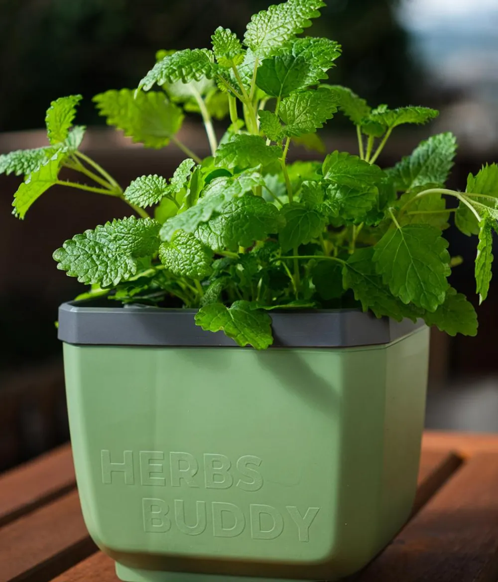 GUSTA GARDEN Kräutertopf Herbs Buddy, ca. B16/H14/T14 cm, 3er-Set Dunkelgrün Outlet