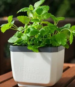 GUSTA GARDEN Kräutertopf Herbs Buddy, ca. B16/H14/T14 cm Weiß