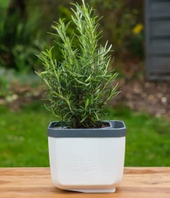 GUSTA GARDEN Kräutertopf Herbs Buddy, ca. B16/H14/T14 cm Weiß