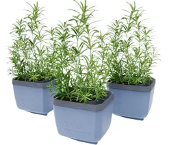 GUSTA GARDEN Hydrosysteme|Blumentöpfe & Übertöpfe - Kräutertopf Herbs Buddy, ca. B16/H14/T14 cm, 3er-Set Blau