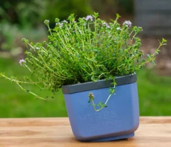 GUSTA GARDEN Hydrosysteme|Blumentöpfe & Übertöpfe - Kräutertopf Herbs Buddy, ca. B16/H14/T14 cm, 3er-Set Blau