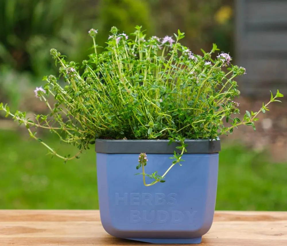 GUSTA GARDEN Hydrosysteme|Blumentöpfe & Übertöpfe - Kräutertopf Herbs Buddy, ca. B16/H14/T14 cm Blau
