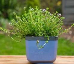 GUSTA GARDEN Blumentöpfe & Übertöpfe|Hochbeete & Frühbeete - Kräutertöpfe Herbs Buddy, ca. B19/H14,3/T13,6 cm, 3er-Set