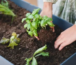 GUSTA GARDEN Mini-Hochbeet Sammy Salad, inkl. Haube, ca. B79/H95/T38 cm Dunkelgrau Sale