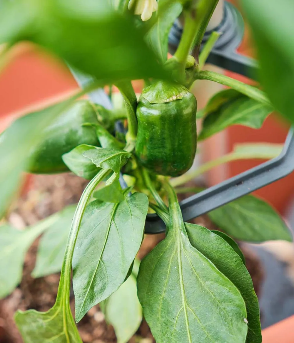 GUSTA GARDEN Hochbeete & Frühbeete > Paprika-Rankhilfe Chili Buddy, ca. B34/H64/T19 cm