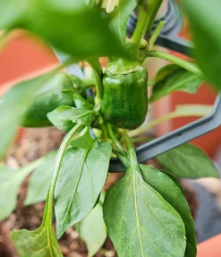 GUSTA GARDEN Rankgitter & Obelisken - Rankhilfe Chili Buddy, ca. B34/H64/T19 cm, 3er-Set