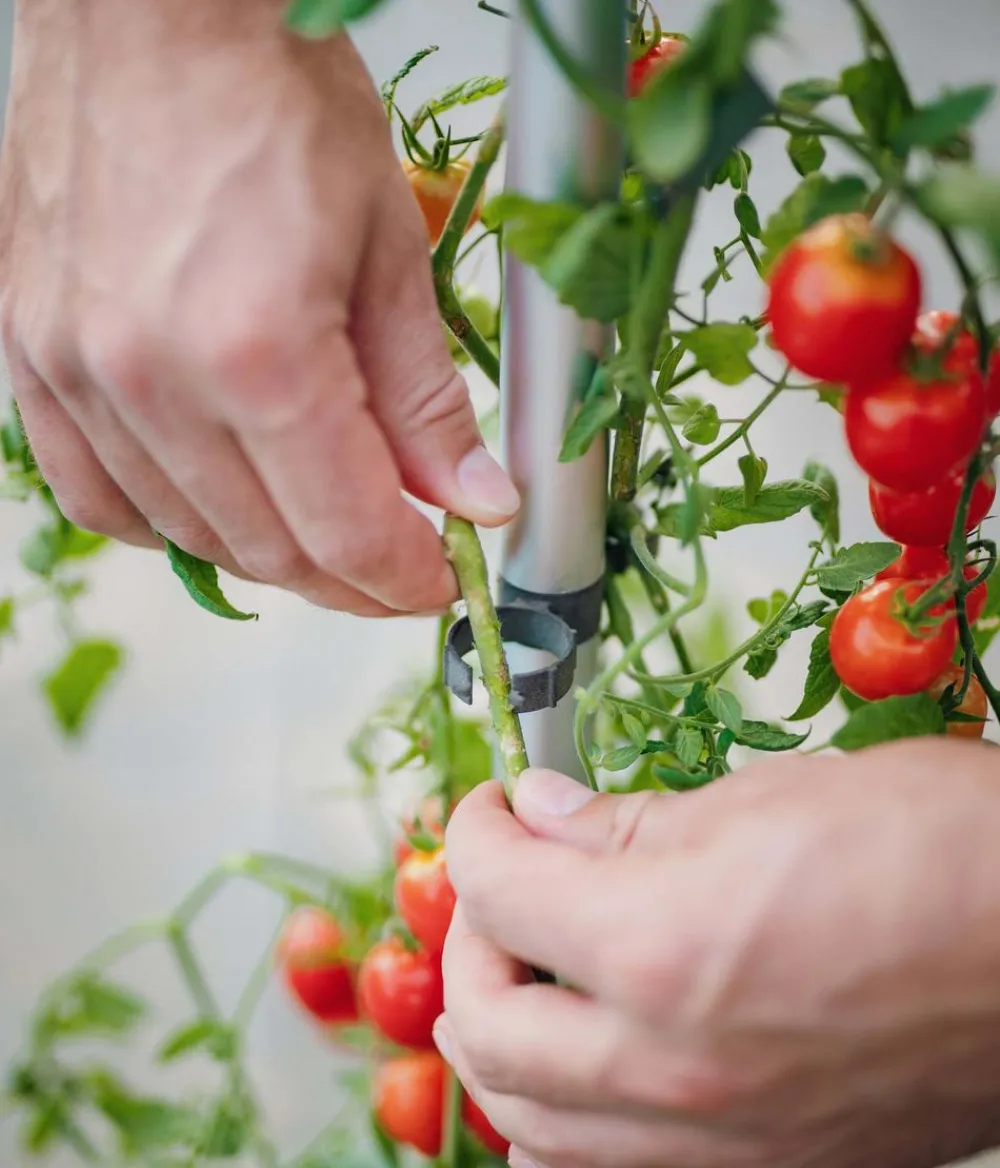 GUSTA GARDEN Tomatentopf Tom Tomato, ca. B35/H135/T28 cm Blau Online