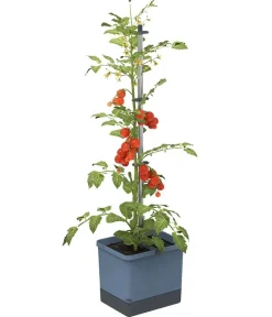 GUSTA GARDEN Tomatentopf Tom Tomato, ca. B35/H135/T28 cm Blau Online