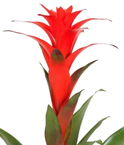 Dehner Bromelien|Zimmerpflanzen Mit Übertopf > Guzmanie - Guzmania calypso, in Keramik