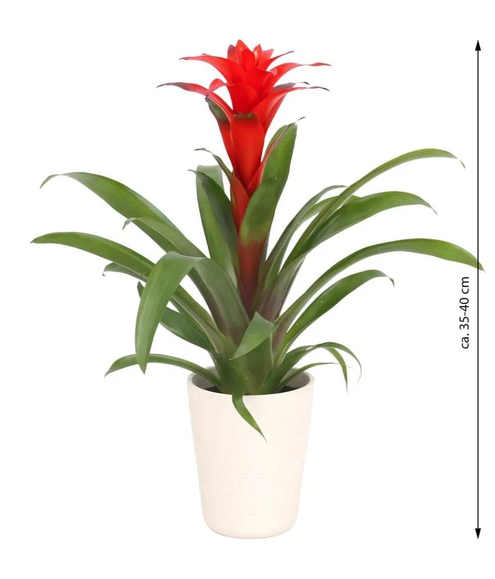 Dehner Bromelien|Zimmerpflanzen Mit Übertopf > Guzmanie - Guzmania calypso, in Keramik