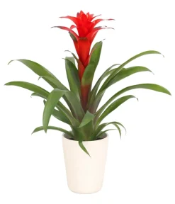 Dehner Bromelien|Zimmerpflanzen Mit Übertopf > Guzmanie - Guzmania calypso, in Keramik
