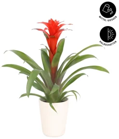 Dehner Bromelien|Zimmerpflanzen Mit Übertopf > Guzmanie - Guzmania calypso, in Keramik