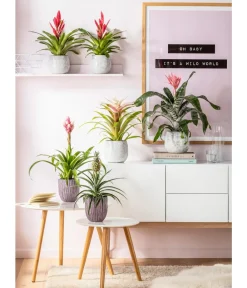 Dehner Bromelien > Guzmanie - Guzmania 'Candy'