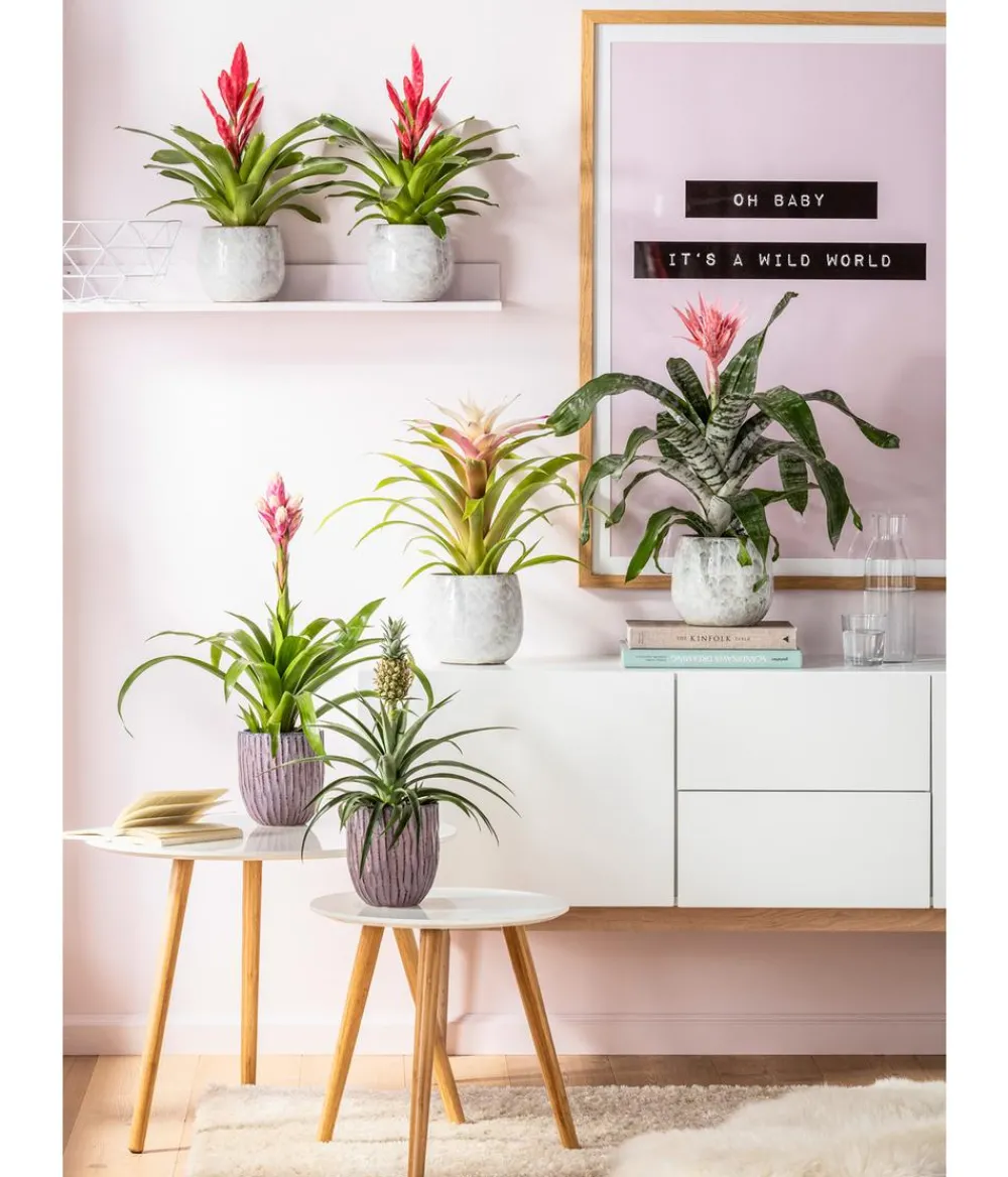 Dehner Bromelien > Guzmanie - Guzmania 'Candy'