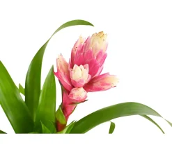 Dehner Bromelien > Guzmanie - Guzmania 'Candy'
