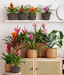 Dehner Bromelien > Guzmanie - Guzmania 'Candy'