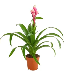 Dehner Bromelien > Guzmanie - Guzmania 'Candy'