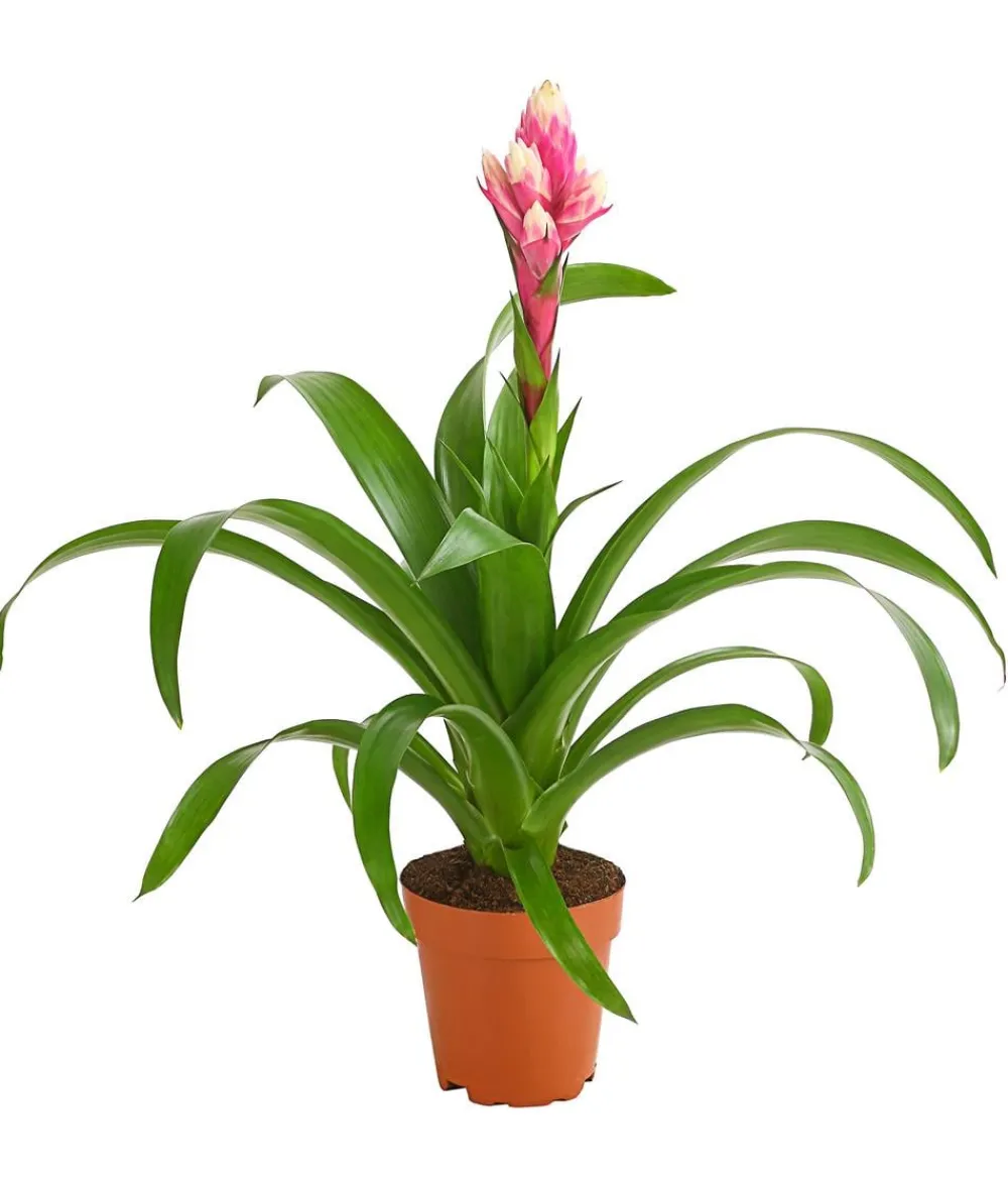 Dehner Bromelien > Guzmanie - Guzmania 'Candy'