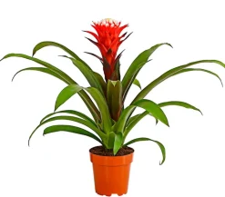 Dehner Bromelien > Guzmanie - Guzmania cultivars 'Deseo'