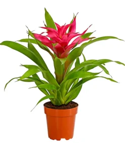 Dehner Guzmanie - Guzmania cultivars 'Deseo' Pink Clearance