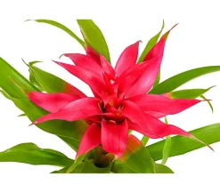 Dehner Guzmanie - Guzmania cultivars 'Deseo' Pink Clearance
