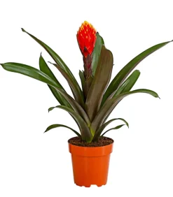 Dehner Bromelien - Guzmanie - Guzmania cultivars 'Deseo'