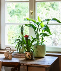 Dehner Bromelien - Guzmanie - Guzmania cultivars 'Deseo'