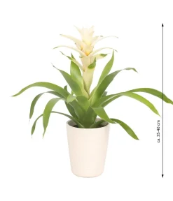 Dehner Bromelien|Zimmerpflanzen Mit Übertopf - Guzmanie - Guzmania 'Deseo White', in Keramik