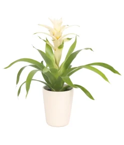Dehner Bromelien|Zimmerpflanzen Mit Übertopf - Guzmanie - Guzmania 'Deseo White', in Keramik