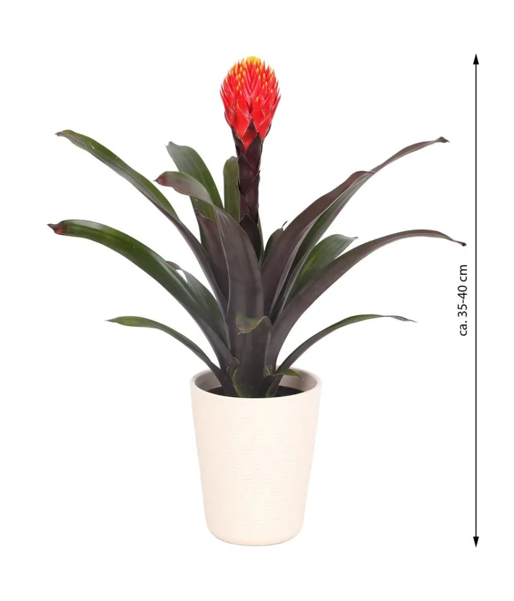 Dehner Guzmanie - Guzmania 'Tala', in Keramik New