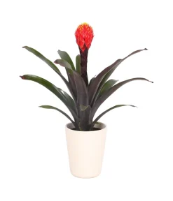 Dehner Guzmanie - Guzmania 'Tala', in Keramik New