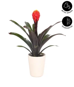 Dehner Guzmanie - Guzmania 'Tala', in Keramik New