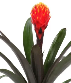 Dehner Guzmanie - Guzmania 'Tala', in Keramik New