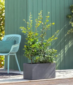 Dehner Laubgehölze|Heckenpflanzen > Hainbuche