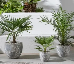 Dehner Palmen|Terrassenpflanzen - Hanfpalme Grün