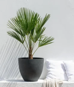 Dehner Palmen|Terrassenpflanzen - Hanfpalme Grün
