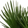 Dehner Hanfpalme, Multistamm Discount