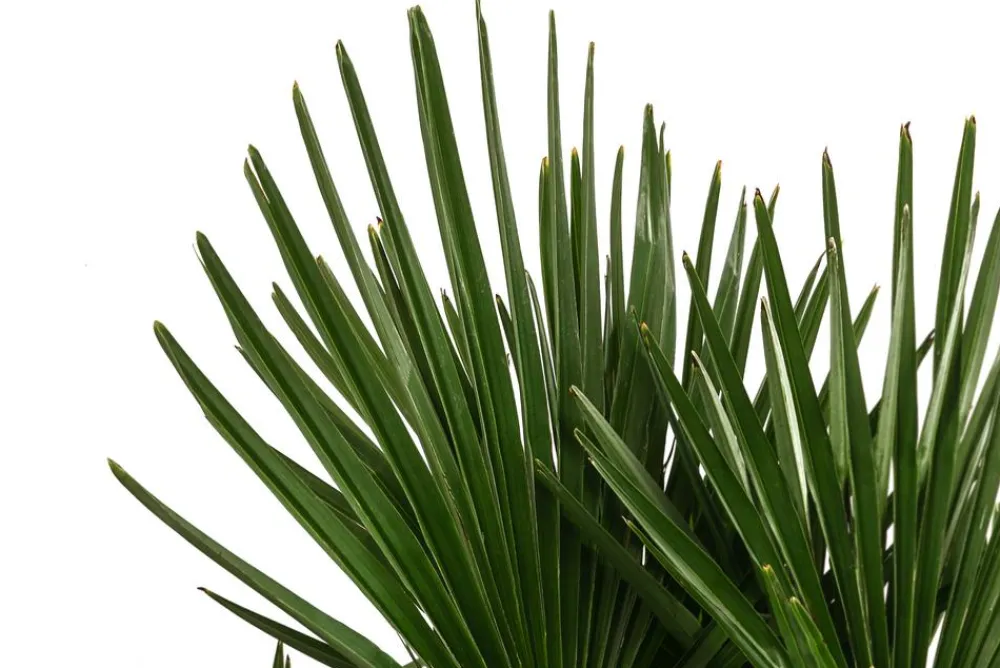 Dehner Hanfpalme, Multistamm Discount