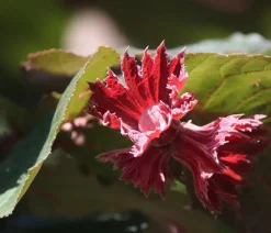 Dehner Nüsse & Besondere Obstbäume|Obstbäume - Haselnuss 'Rote Zellernuss'