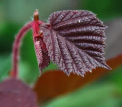 Dehner Nüsse & Besondere Obstbäume|Obstbäume - Haselnuss 'Rote Zellernuss'