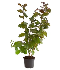 Dehner Nüsse & Besondere Obstbäume|Obstbäume - Haselnuss 'Rote Zellernuss'
